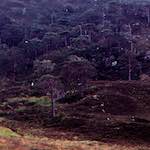 image: Image from the photoset &lsquo;highlands (xiii)&rsquo;.