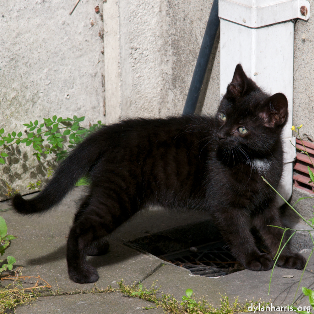 image: This is &lsquo;small lives &mdash; meet the kitties 1&rsquo;.
