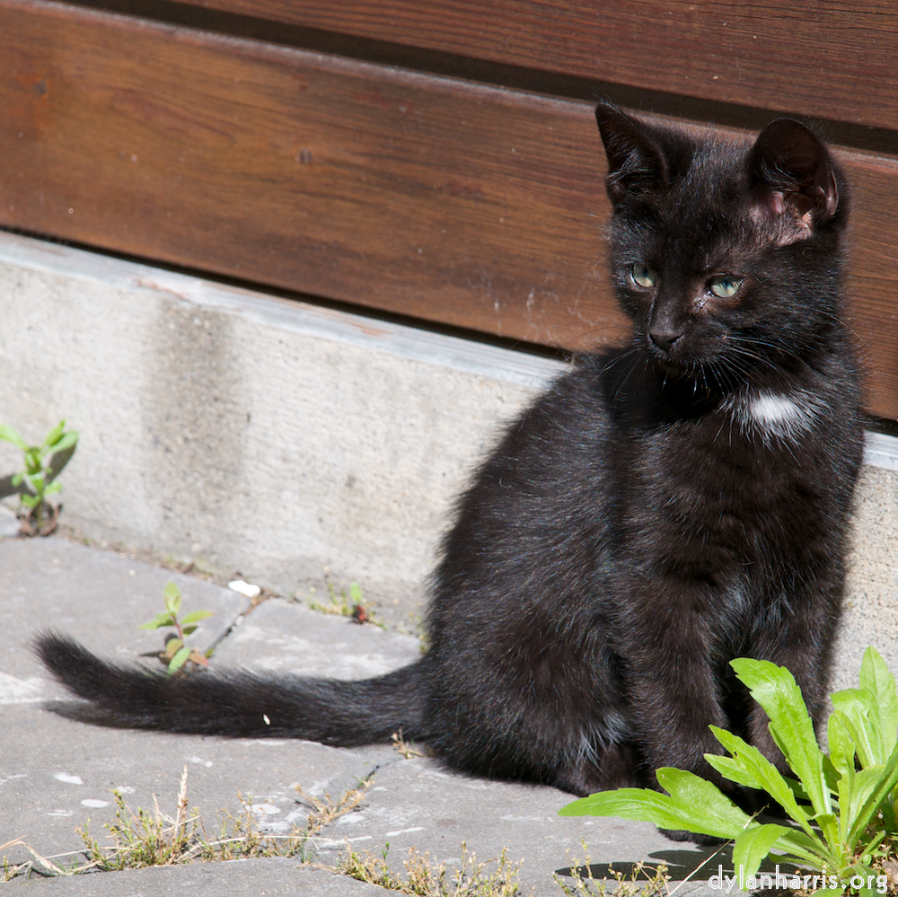 image: This is &lsquo;small lives &mdash; meet the kitties 2&rsquo;.