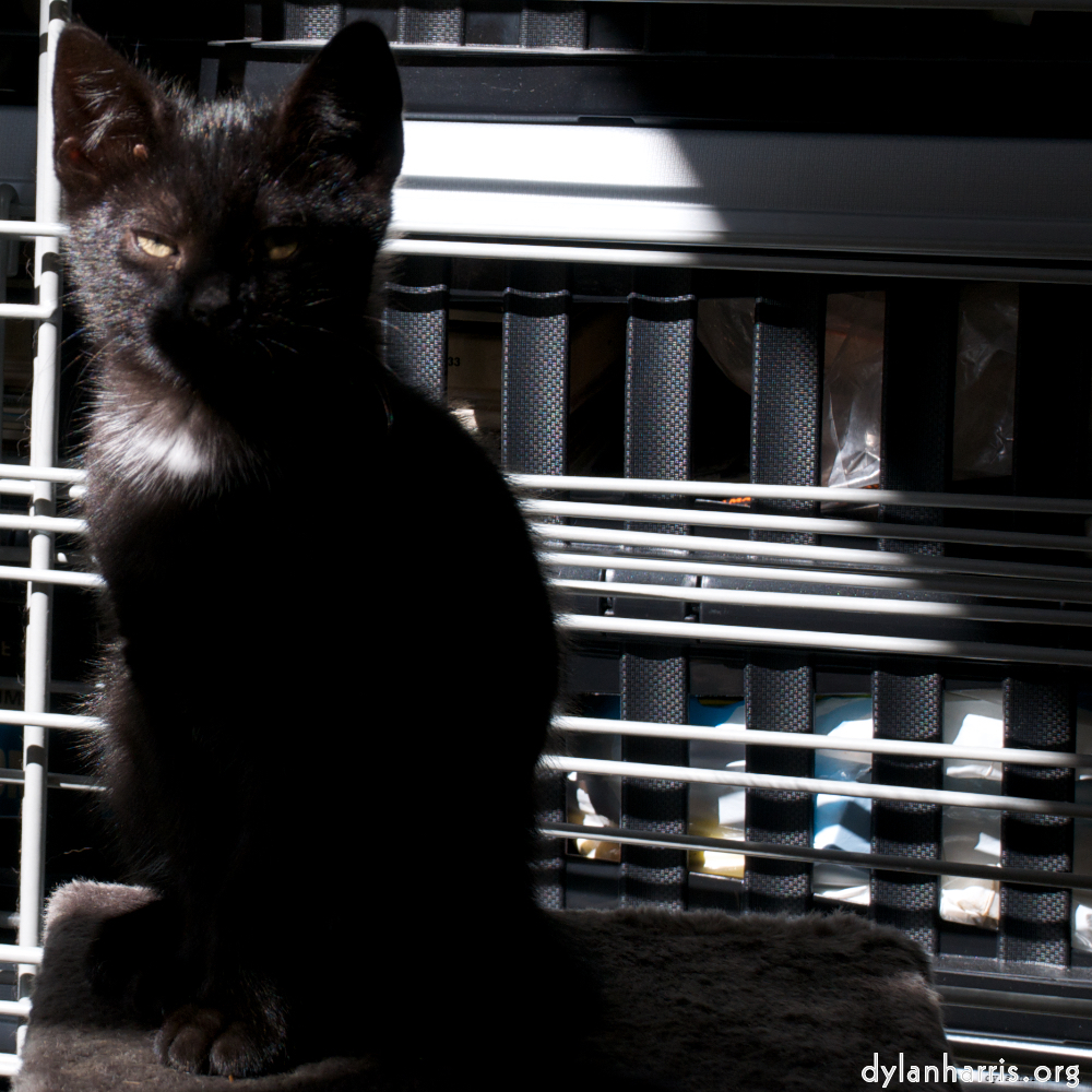 image: This is &lsquo;small lives &mdash; meet the kitties 4&rsquo;.