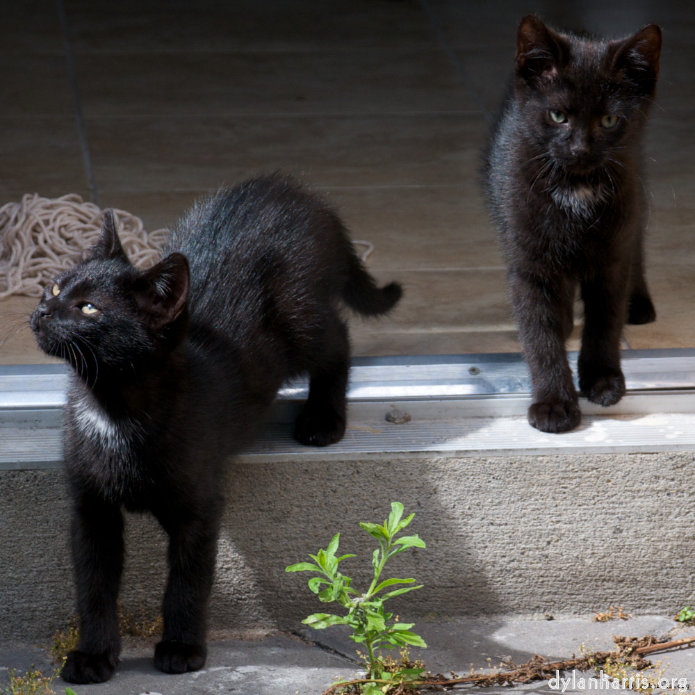 image: This is &lsquo;small lives &mdash; meet the kitties 6&rsquo;.