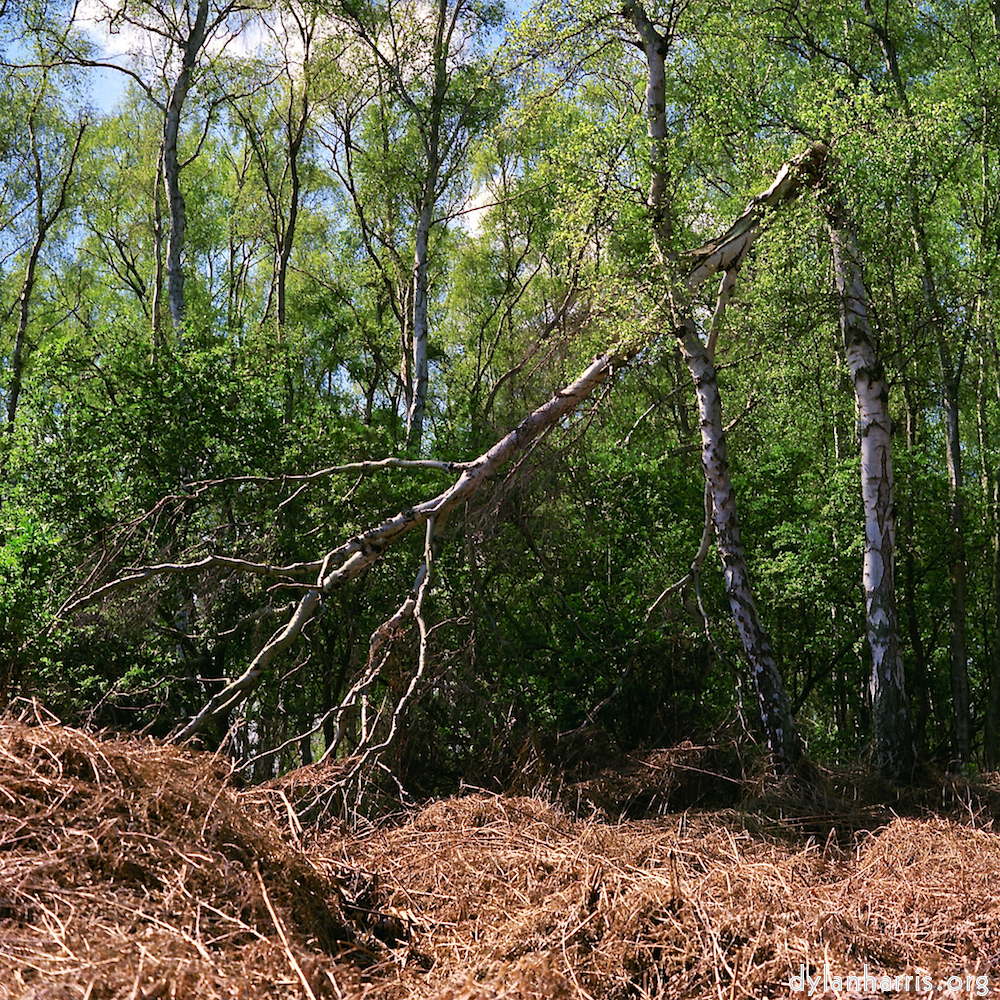 Image 'fen (xii) 4'.