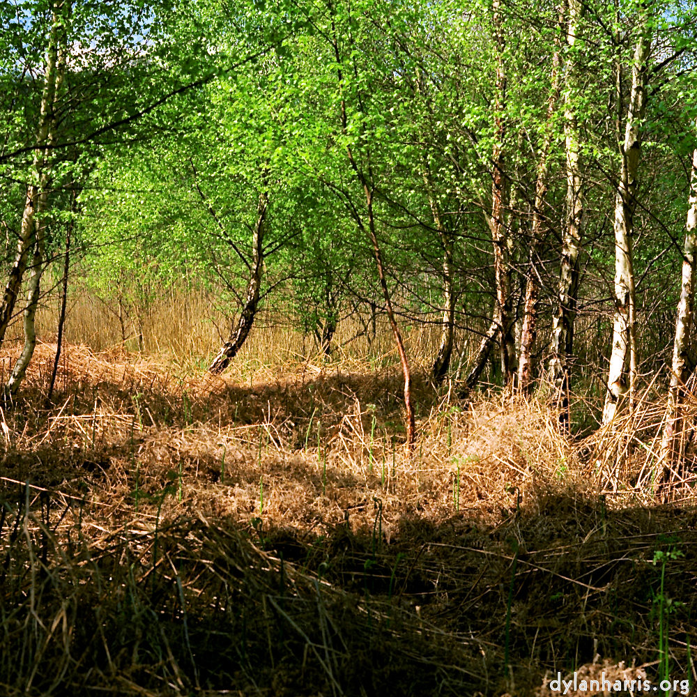 Image 'fen (xii) 6'.
