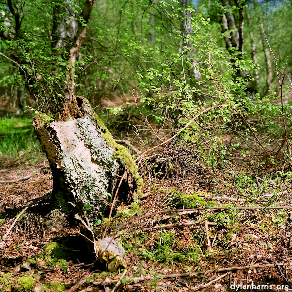 Image 'fen (xii) 7'.