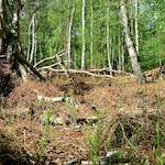 image: Image from the photoset &lsquo;fen (xii) &rsquo;.
