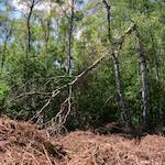 image: Image from the photoset &lsquo;fen (xii) &rsquo;.