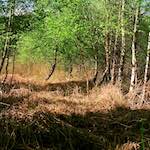 image: Image from the photoset &lsquo;fen (xii) &rsquo;.