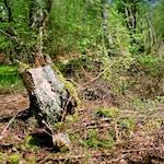 image: Image from the photoset &lsquo;fen (xii) &rsquo;.
