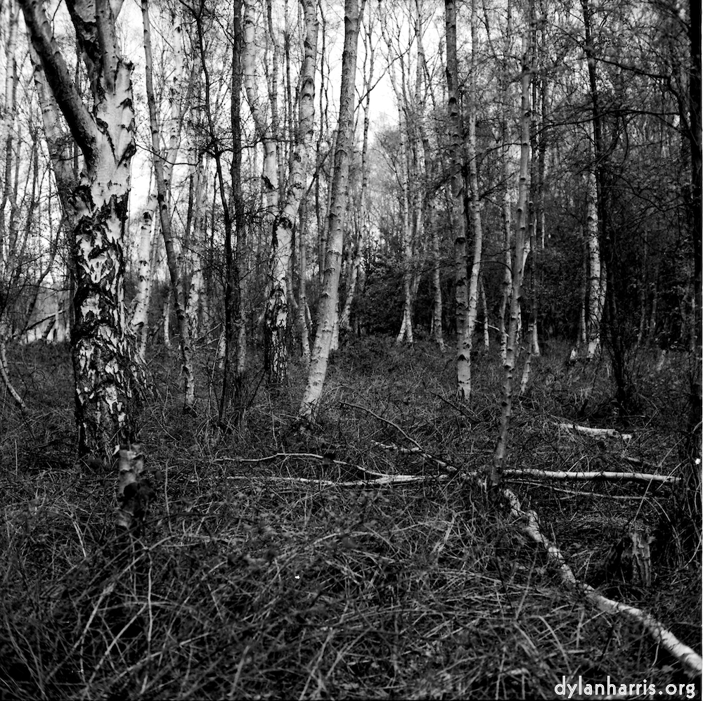 image: This is &lsquo;fen (xiii) 2&rsquo;.