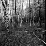 image: Image from the photoset &lsquo;fen (xiii)&rsquo;.