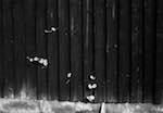 image: Image from the photoset &lsquo;wood (ii)&rsquo;.