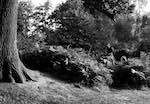 image: Image from the photoset &lsquo;wood (ii)&rsquo;.