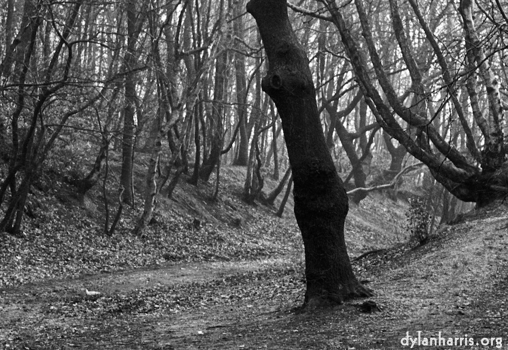 image: This is &lsquo;wood (i) 1&rsquo;.