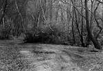 image: Image from the photoset &lsquo;wood (i)&rsquo;.