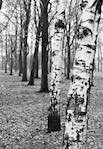 image: Image from the photoset &lsquo;wood (v)&rsquo;.