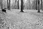 image: Image from the photoset &lsquo;wood (v)&rsquo;.