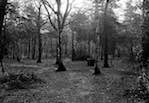 image: Image from the photoset &lsquo;wood (vi)&rsquo;.