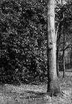 image: Image from the photoset &lsquo;wood (vi)&rsquo;.