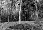 image: Image from the photoset &lsquo;wood (vi)&rsquo;.