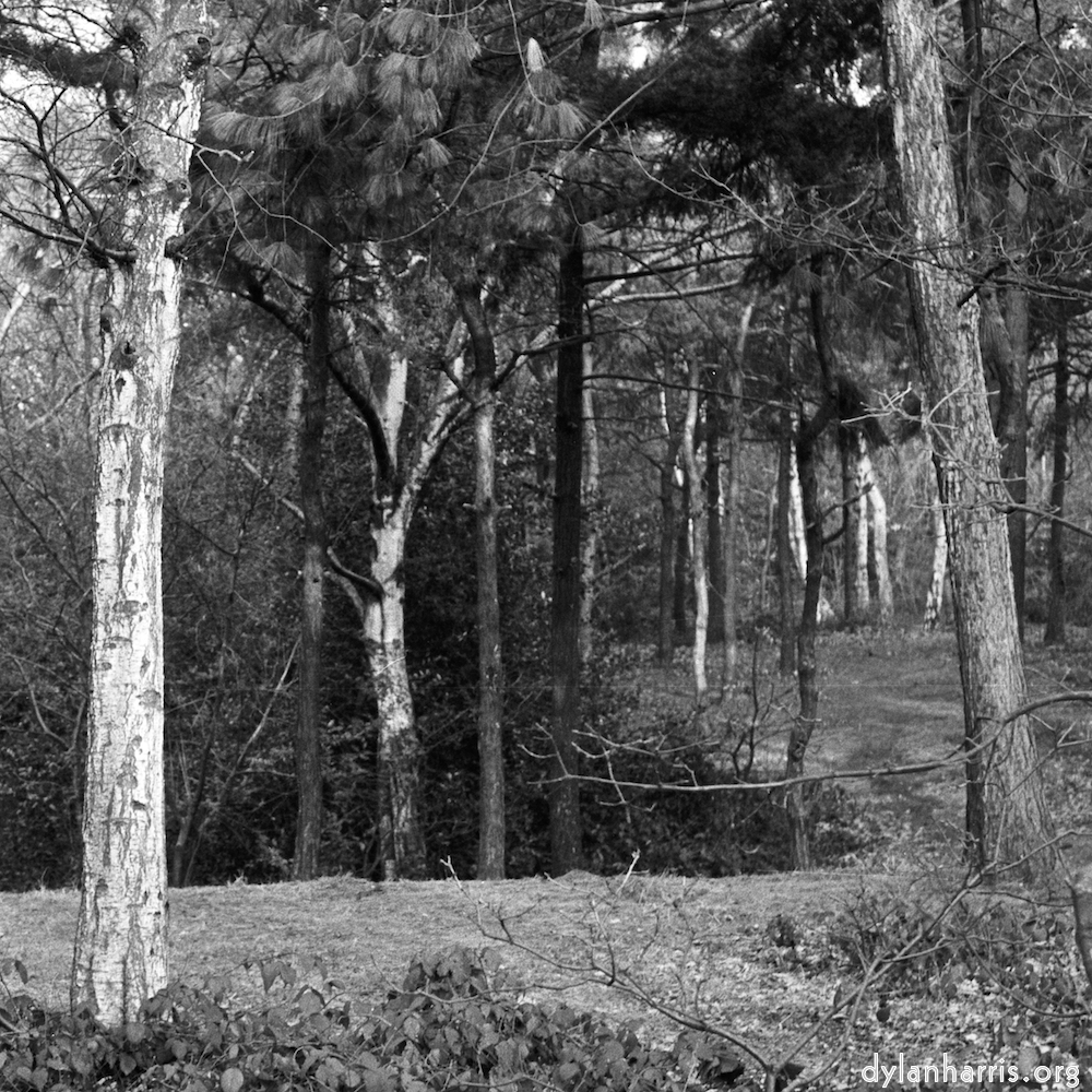 image: This is &lsquo;wood (xxv) 6&rsquo;.