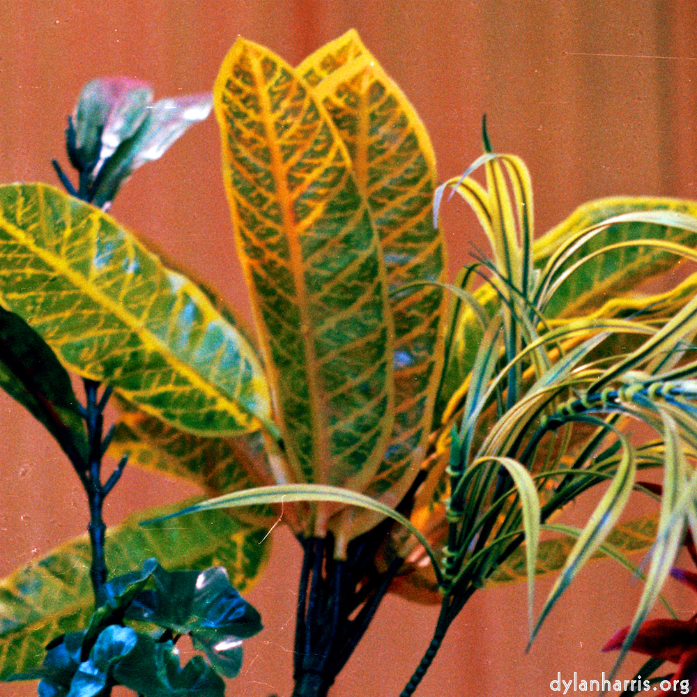 image: This is &lsquo;flower (xi) 3&rsquo;.