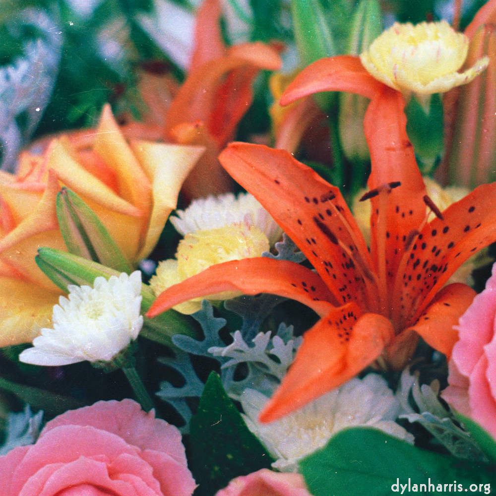 image: This is &lsquo;flower (xi) 5&rsquo;.
