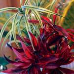 image: Image from the photoset &lsquo;flower (xi)&rsquo;.