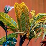 image: Image from the photoset &lsquo;flower (xi)&rsquo;.