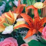 image: Image from the photoset &lsquo;flower (xi)&rsquo;.
