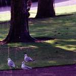 image: Image from the photoset &lsquo;edinburgh (xi)&rsquo;.