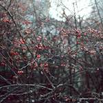 image: Image from the photoset &lsquo;untitled (xli)&rsquo;.