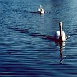 image: Image from the photoset &lsquo;st. neots (ii)&rsquo;.