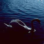 image: Image from the photoset &lsquo;st. neots (ii)&rsquo;.