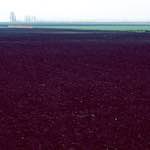 image: Image from the photoset &lsquo;fen (x) &rsquo;.