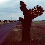image: Image from the photoset &lsquo;fen (x) &rsquo;.