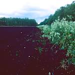 image: Image from the photoset &lsquo;fen (viii)&rsquo;.