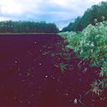 image: Image from the photoset &lsquo;fen (viii)&rsquo;.