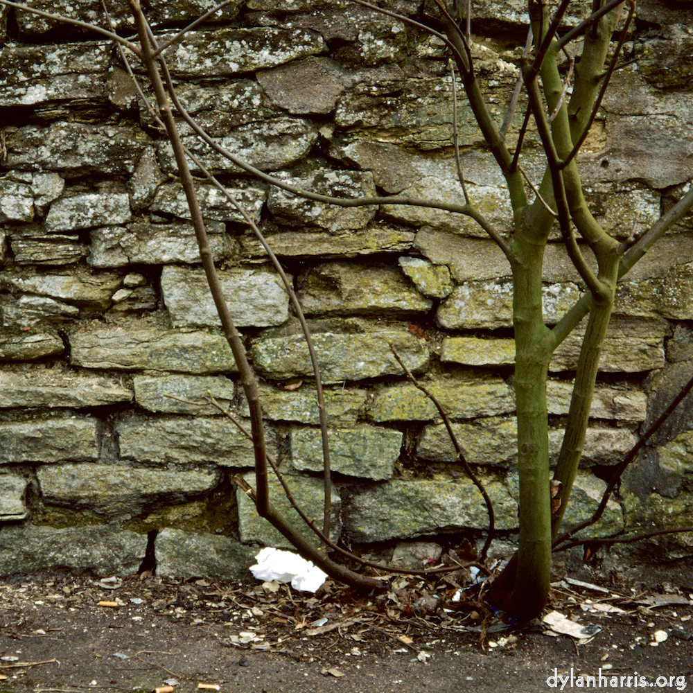 image: This is &lsquo;st. neots 2&rsquo;.