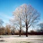 Eighth image from the photoset 'st. neots park (iv)'.