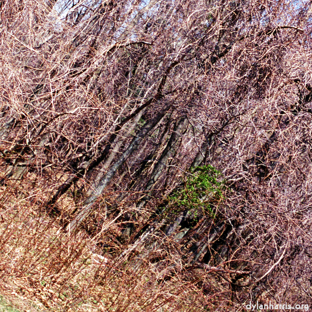 image: This is &lsquo;wood (vii) 5&rsquo;.