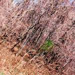 image: Image from the photoset &lsquo;wood (vii)&rsquo;.