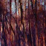 image: Image from the photoset &lsquo;wood (vii)&rsquo;.