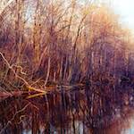 image: Image from the photoset &lsquo;wood (vii)&rsquo;.