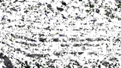 image: image from generative animate process