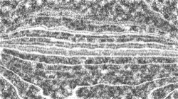 Image: image from bw hatch